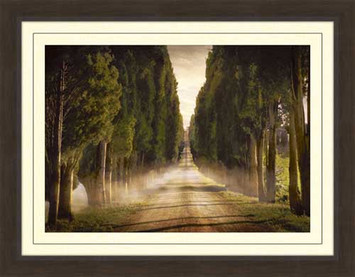 Cypress Lined Road